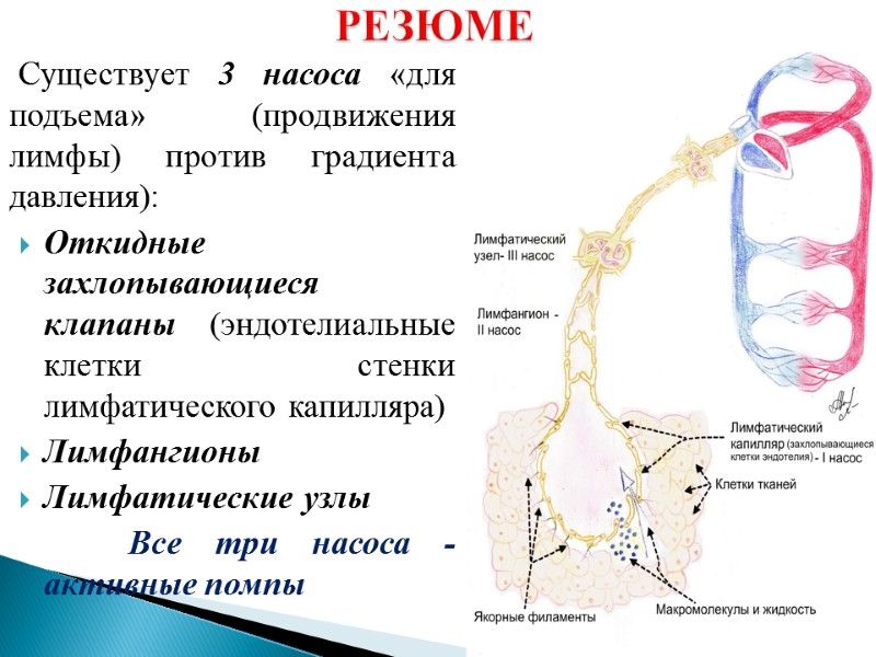 РЕЗЮМЕ Существует 3 насоса «для подъема» (продвижения лимфы) против градиента давления): Откидные захлопывающиеся клапаны